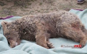 Khers 16 Sh 300x187 - علت مرگ یک خرس قهوه‌ای گلستان در دست بررسی است